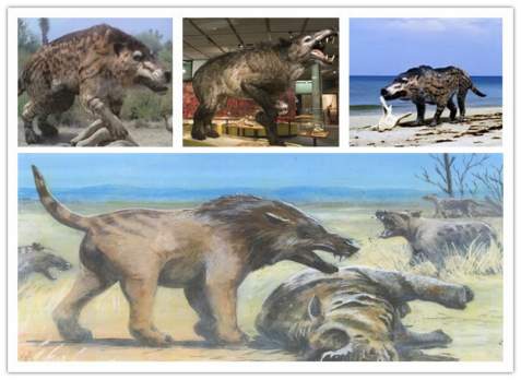 pictures of Andrewsarchus