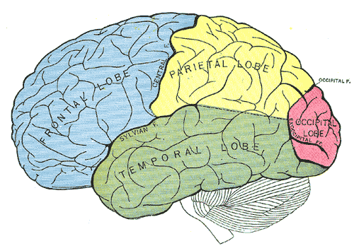 Cerebrum Function