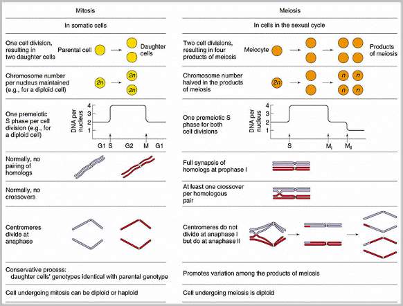 Mitosis And Meiosis Comparison Chart