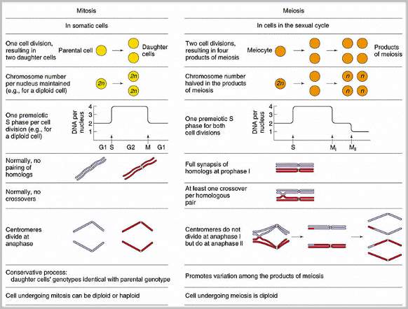 Mitosis And Meiosis Comparison Chart