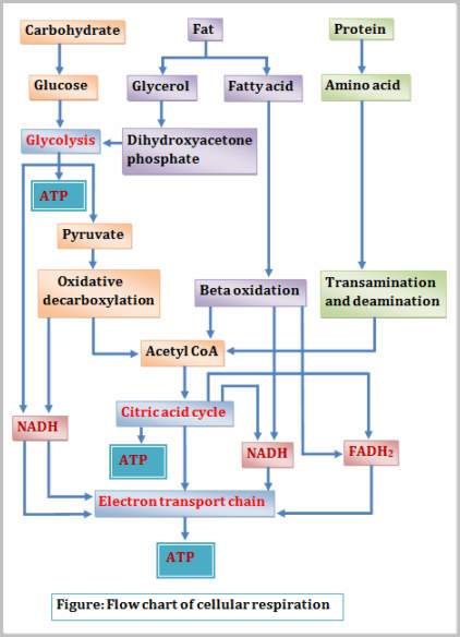 Aerobic Cellular Respiration Flow Chart