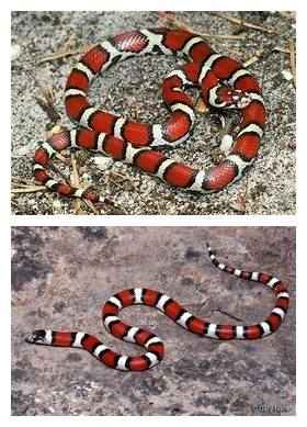 Harmless Milk Snake