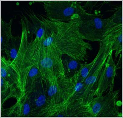 Microscopic Image Of Cytoskeleton -DNA - green