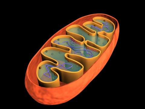 Mitochondria Structure and Functions 
