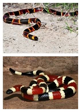 Poisonour Coral Snake