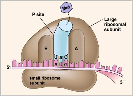 Ribosomes structure