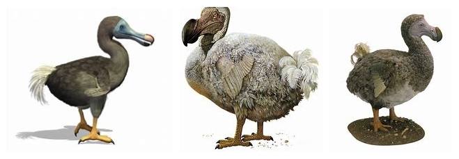 dodo bird