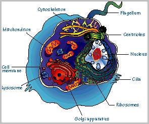 Diagram of an animal cell.