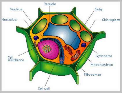 Diagram of a plant cell.