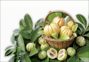 garcinia cambogia fruit