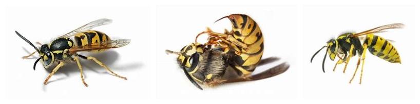 yellow jacket sting treatment image