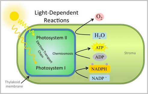 dans sortere selv Light Reaction: Reaction Steps, Photosynthesis with Examples and Videos