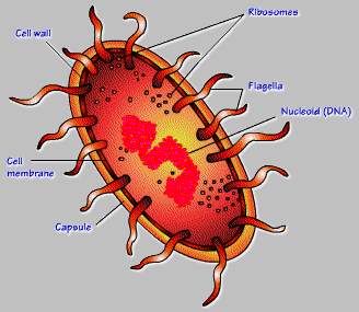 Diagram of a prokaryotic cell. Notice the internal organelles are not easily distinguishable.