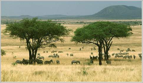 Terrestrial Savanna Biomes: Facts & Characteristics 