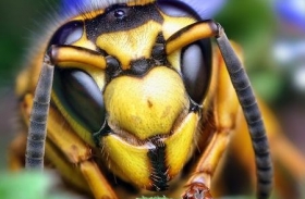 how to kill yellow jackets images